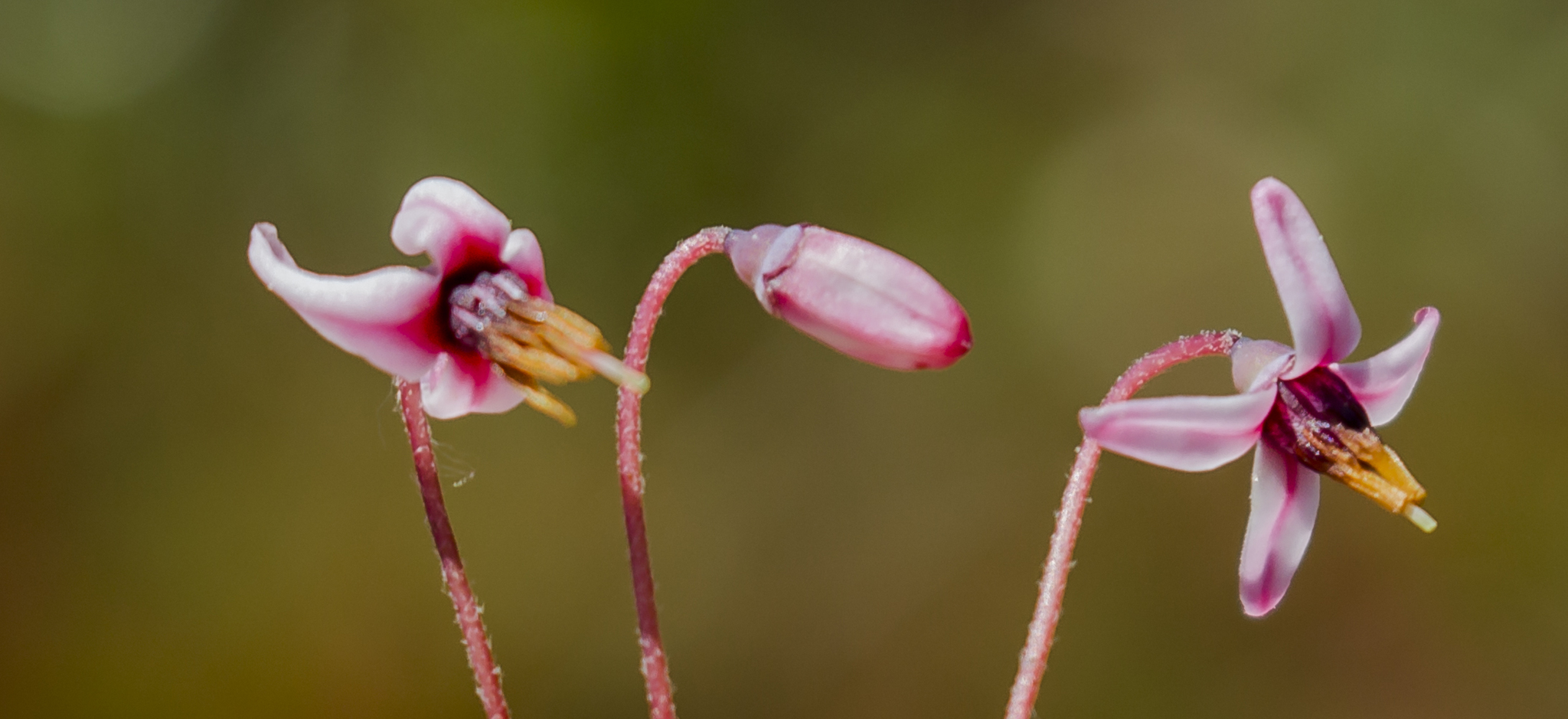 Canneberge commune (Vaccinium oxycoccos) — photo 3