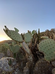 Opuntia clarkiorum
