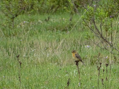 Empidonax fulvifrons