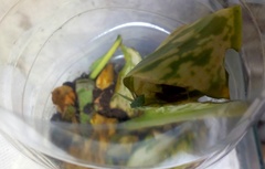 Eupanacra elegantulus