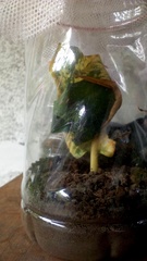 Eupanacra elegantulus