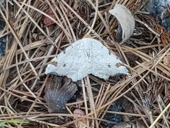 Macaria notata