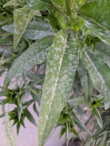 Evening-Primrose Powdery Mildew