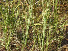 Carex garberi