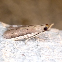 Peoria roseotinctella