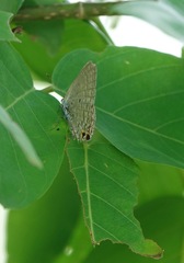 Catochrysops panormus exiguus