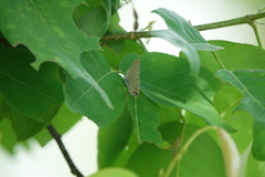 Catochrysops panormus exiguus