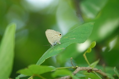 Catochrysops panormus exiguus