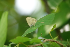 Catochrysops panormus exiguus