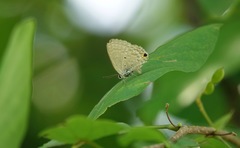 Catochrysops panormus exiguus