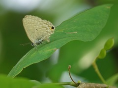 Catochrysops panormus exiguus