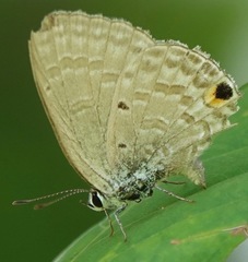 Catochrysops panormus exiguus