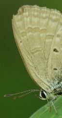 Catochrysops panormus exiguus