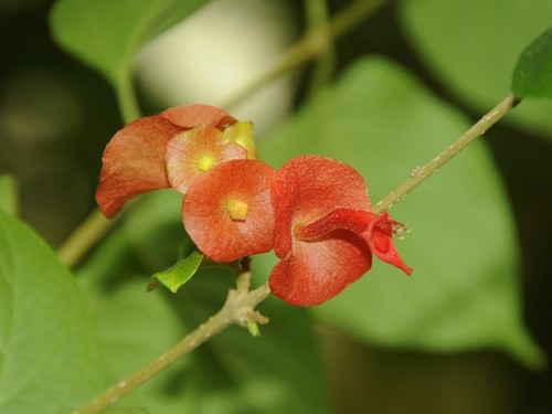 Holmskioldia sanguinea