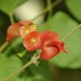 Chinese Hat Plant - Photo (c) Subhadra Devi, some rights reserved (CC BY), uploaded by Subhadra Devi