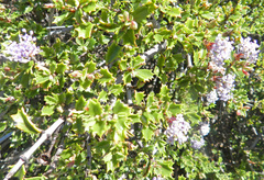 Ceanothus sonomensis