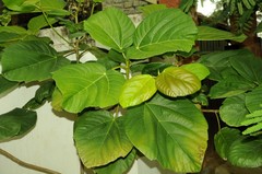 Ficus auriculata