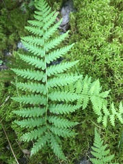 Coryphopteris simulata