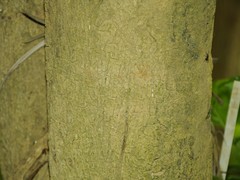 Pterocarpus marsupium