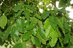 Pterocarpus marsupium