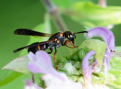 Parancistrocerus histrio