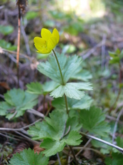 Ranunculoideae