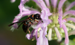 Parancistrocerus histrio