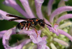 Parancistrocerus histrio