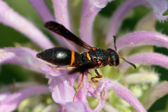 Parancistrocerus histrio