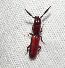 Taphroscelidia linearis