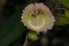 Crescentieae