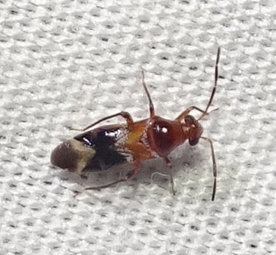Pilophoropsidea