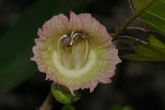 Crescentieae