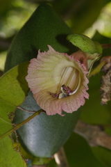 Crescentieae