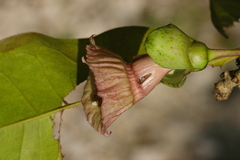 Crescentieae