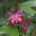 Passiflora cubensis - Photo (c) Craig Peter,  זכויות יוצרים חלקיות (CC BY-NC), הועלה על ידי Craig Peter