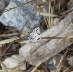 Euphilotes battoides