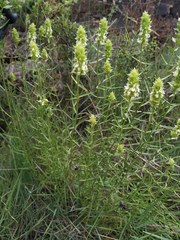 Sideritis pungens