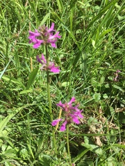 Betonica officinalis