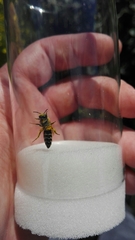 Andrena flavipes