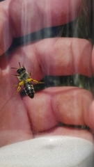 Andrena flavipes