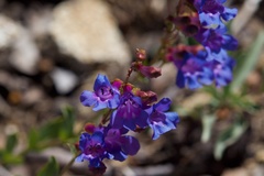 Penstemon azureus azureus
