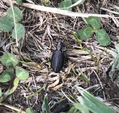 Cicindela punctulata punctulata