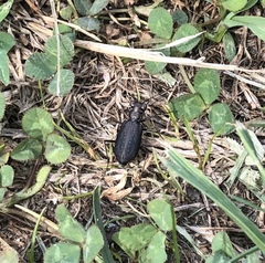 Cicindela punctulata punctulata