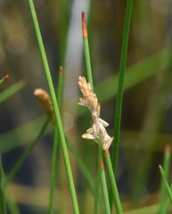 Eleocharis elongata