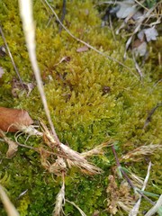 Petrosedum amplexicaule