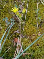 Petrosedum amplexicaule
