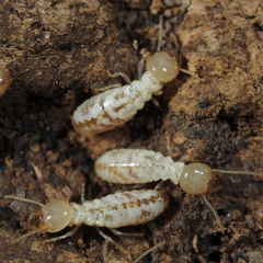 Reticulitermes lucifugus