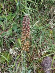 Digitalis parviflora