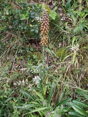 Digitalis parviflora